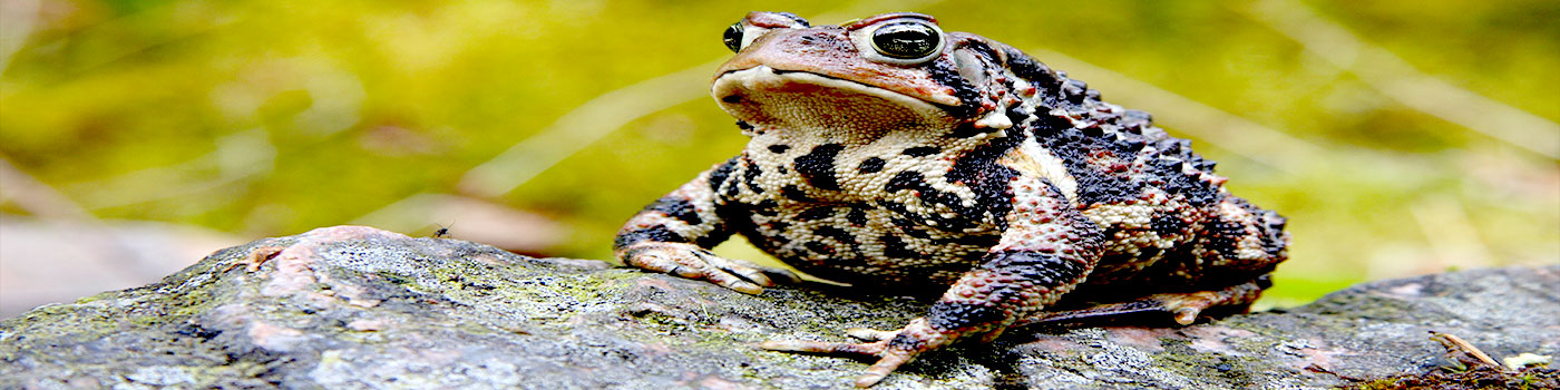 Poisonous Toad