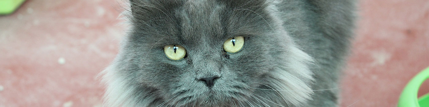 Cats at Eurdog