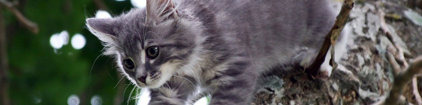 Cat Gallery