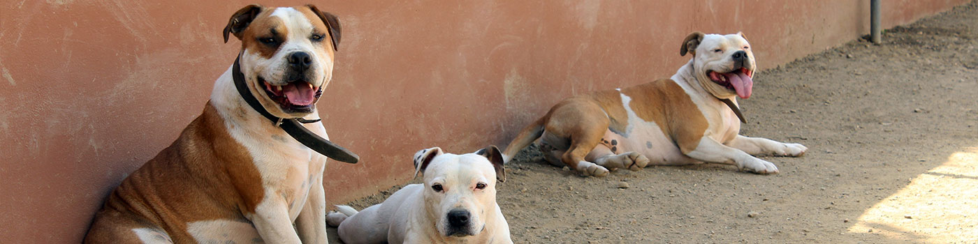 Dogs at Eurodog