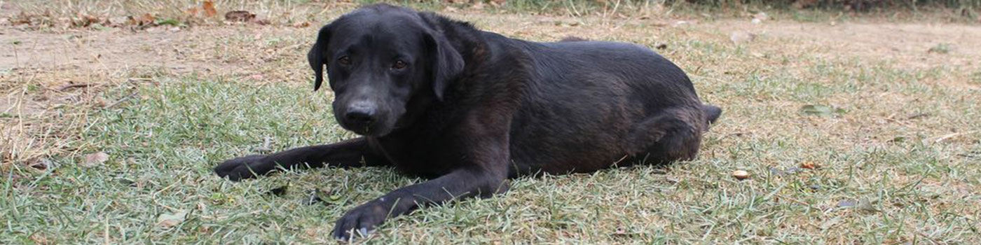 Dog Gallery