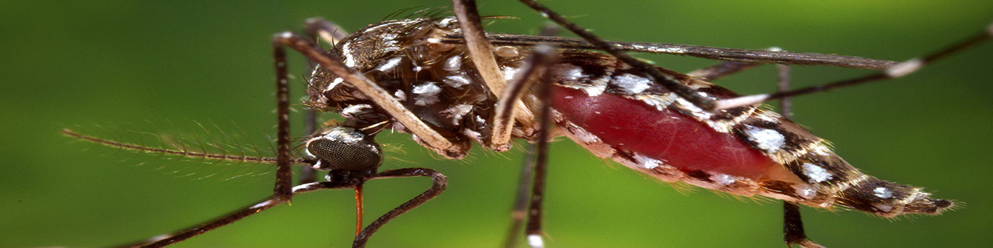 Leishmaniasis