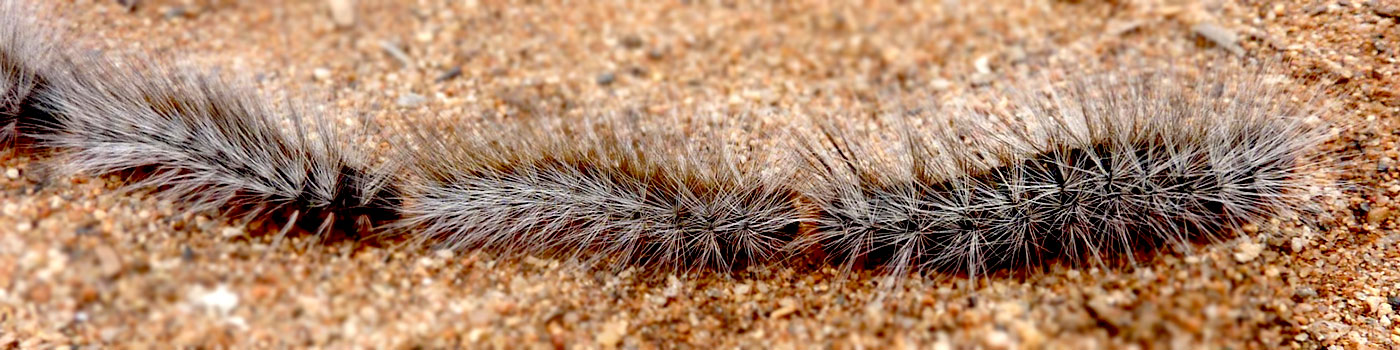 The Processionary Caterpillar