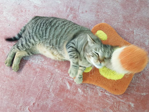 cat