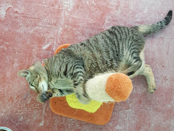 cat