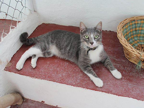 cat