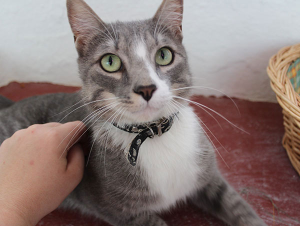 cat