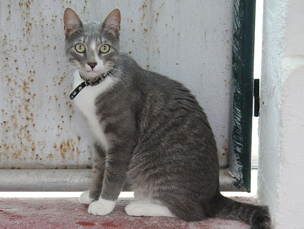 cat