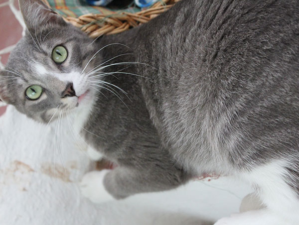 cat