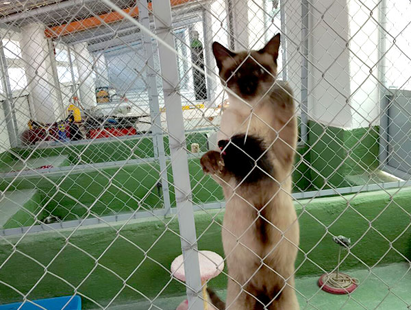cat
