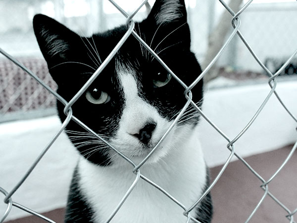 cat