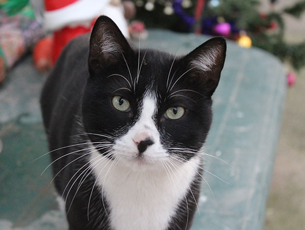 cat