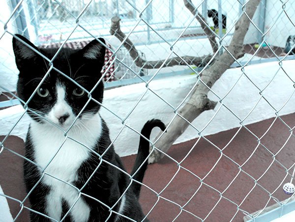 cat