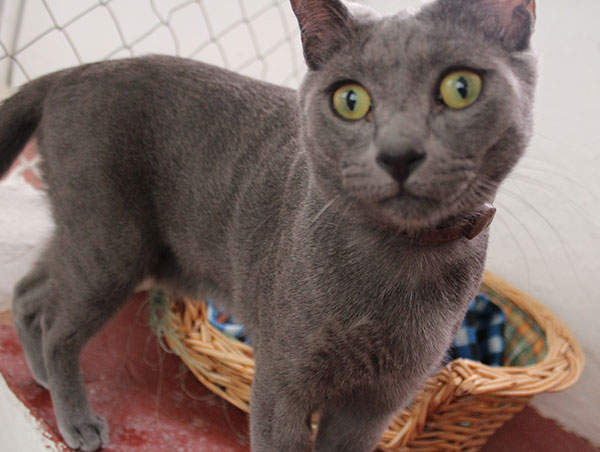 cat