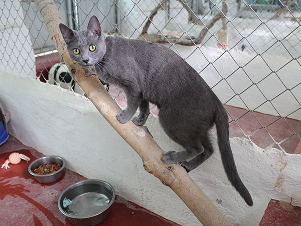 cat