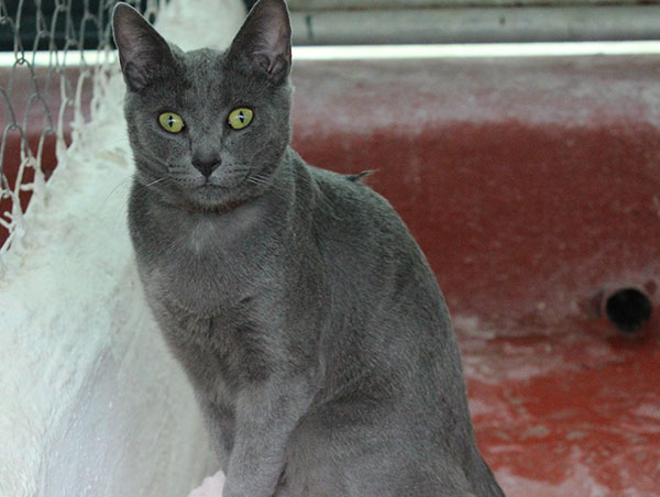 cat