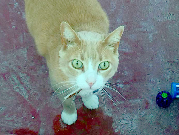 cat