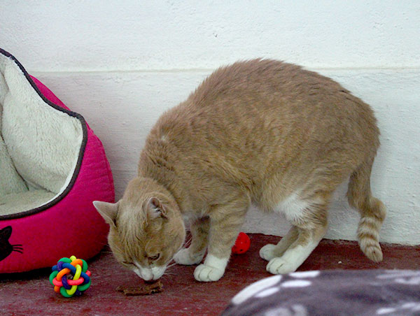 cat