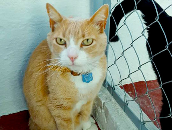 cat