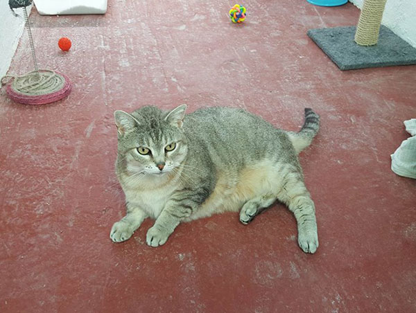cat