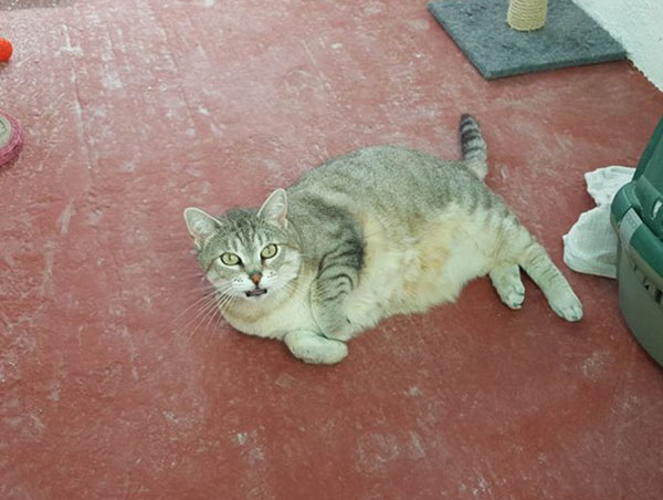 cat