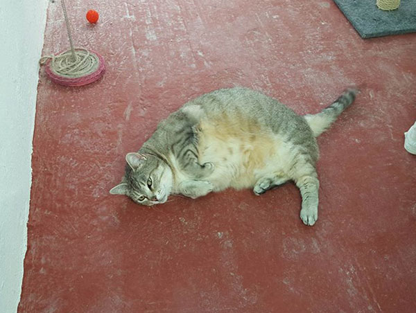 cat