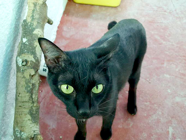cat