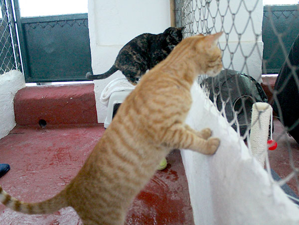 cat