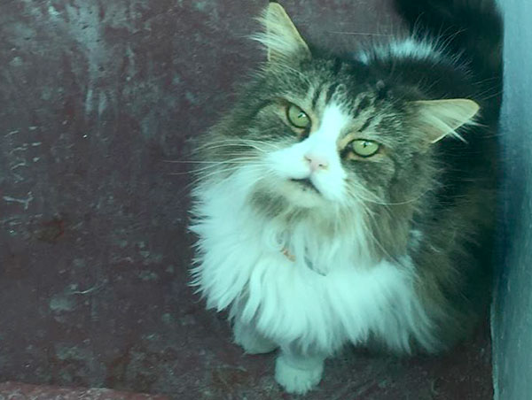 cat
