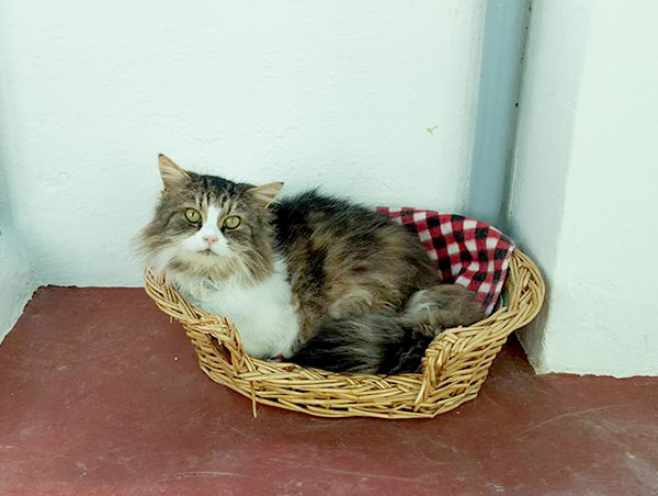 cat