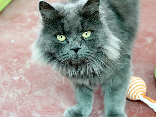 cat