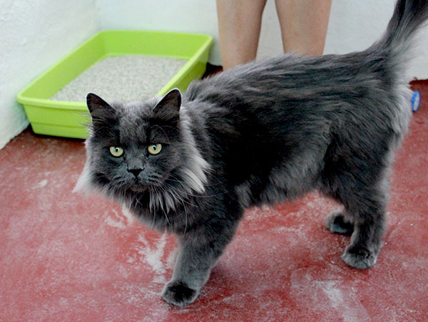 cat