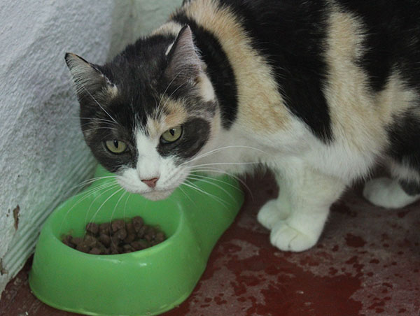 cat