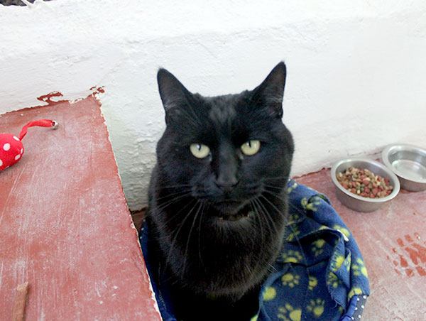 cat