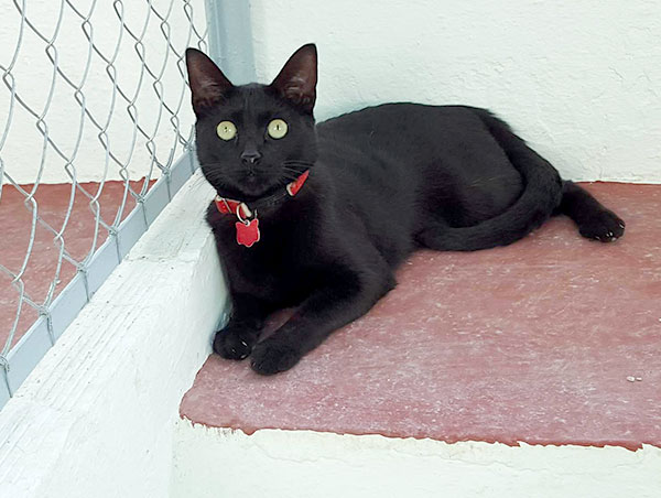 cat