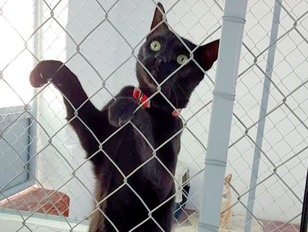 cat