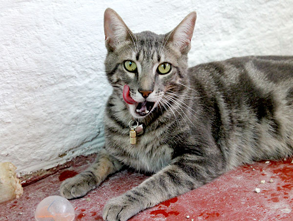 cat