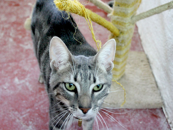 cat