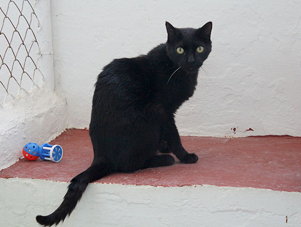 cat