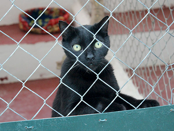 cat