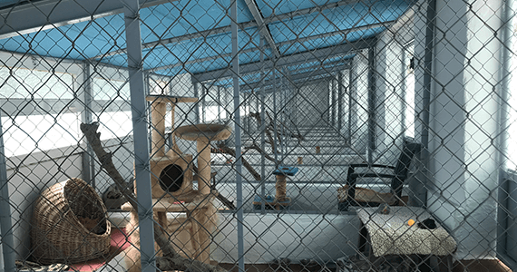 Cattery Refurbishment