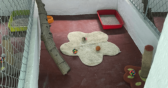 Cattery Refurbishment
