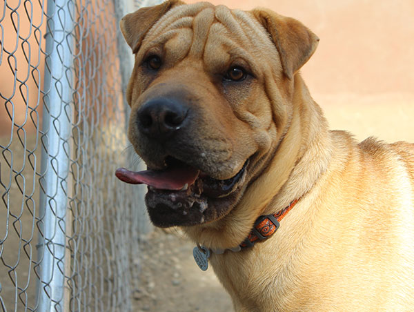 dog