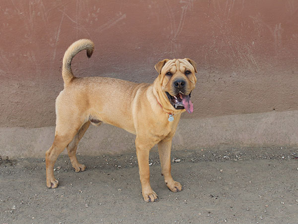 dog