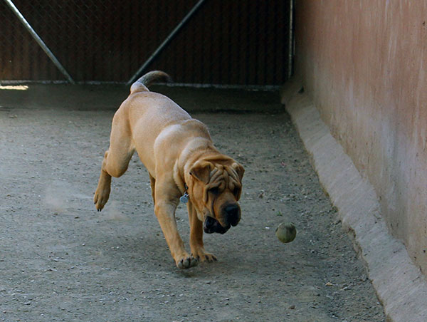 dog