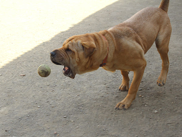 dog