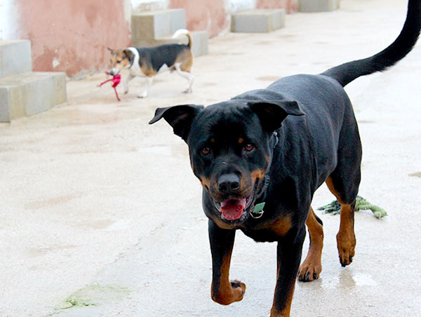 dog