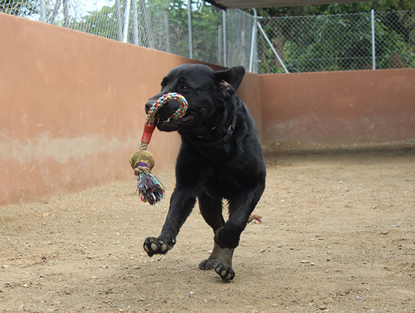 dog