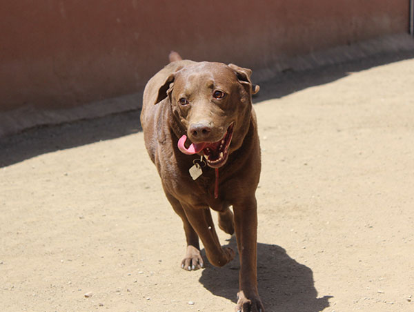 dog