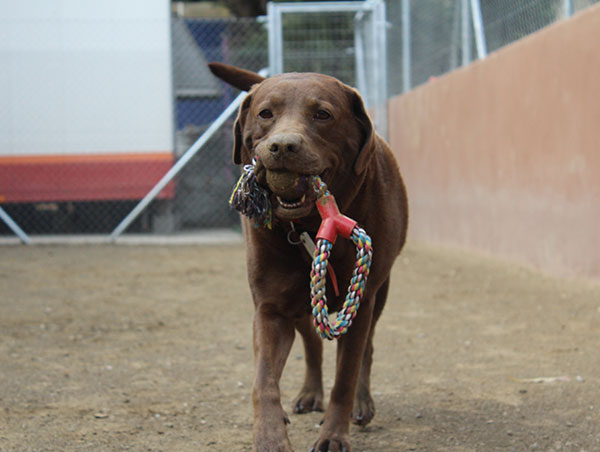 dog